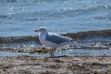Silbermöwe, larus argentatus, am Strand der Ostsee, Schleswig-Holstein