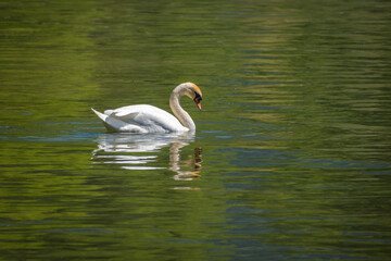 Schwäne auf dem Bodensee und Uferbereich