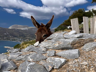 Curious Donkey on Amorgos Island – A Rustic Scene Capturing the Charm of Greek Countryside with...