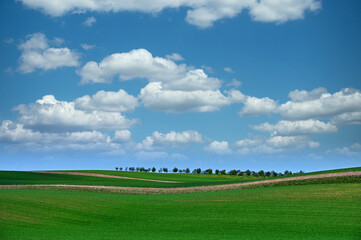 Green wheat and orchard, rolling hills landscape,Moravia,Chech Republic