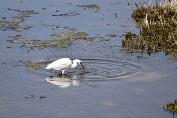 A white little egret bird, Egretta garzetta, fishing in a big lake, catching a fish. Side view. Photo taken in Andalusia, Spain.  