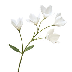 Stock image of white flower floral design element isolated on transparent background