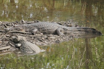 
Alligators in the mangrove swamp amidst the mud of low tide, mangrove region on the southern coast of the state of São Paulo. 