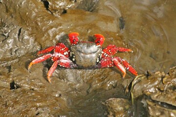 Red mangrove crab in the mud at low tide. Natural habitat in the mangrove region of the southern coast of the state of São Paulo.
