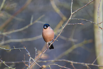 Female Bullfinch perched on a twig, County Durham, England, UK.
