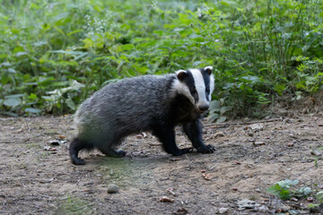 Badger sniffing for food at dusk in woodland, County Durham, England, UK