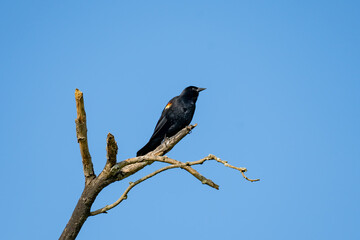 Red-winged blackbird at Cedar Hill State Park