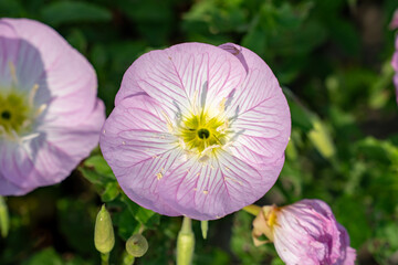 Pink Evening Primrose