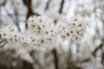 White cherry blossoms in full bloom

