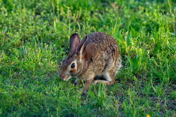 Eastern Cottontail at Cedar Hill State Park