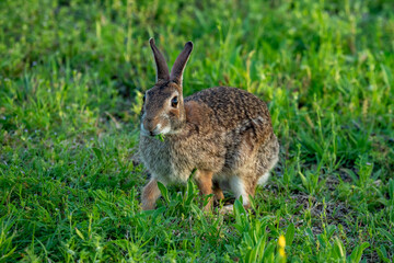Eastern Cottontail at Cedar Hill State Park