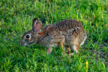 Eastern Cottontail at Cedar Hill State Park