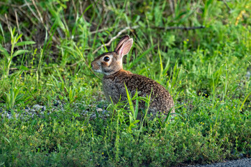 Eastern Cottontail at Cedar Hill State Park