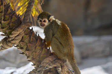 Squirrel monkey climbing textured tree trunk with ropes