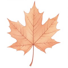 Fototapeta premium Watercolor Orange and Brown Maple Leaf on White