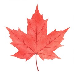 Obraz premium Red Maple Leaf on White Background