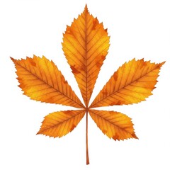 Orange and Brown Autumn Leaf Isolated on White