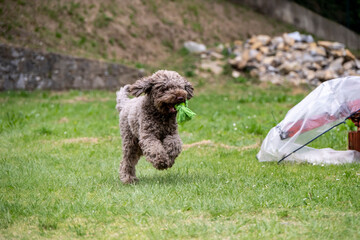 Lagotto