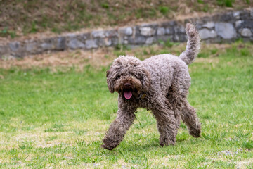Lagotto