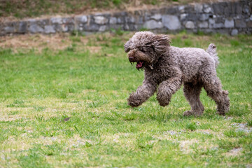 Lagotto