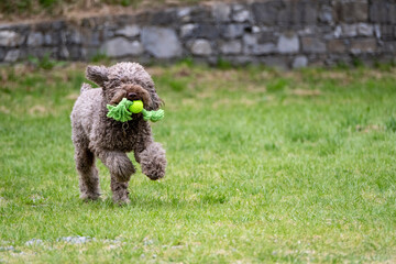 Lagotto
