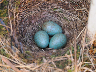 Three blackbirds eggs in a nest showing the blue colour speckled with brown