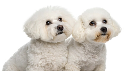 two white puppies isolated on transparent background