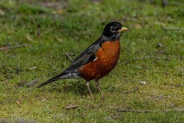 Ground shot of an American robin standing on the grass, next to a pond on a sunny day.