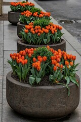 Orange Tulips in Urban Planters