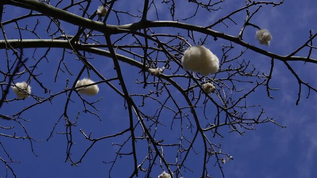 Cotton tree. After flowering, fruits similar to cotton are formed, hence the name - cotton tree.
