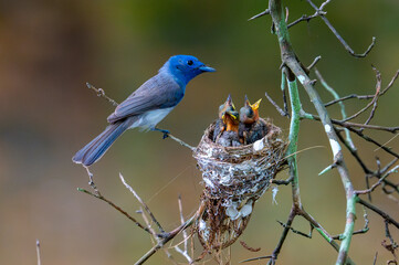 The Father bird is feeding her baby birds in the nest.	