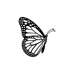 Obraz premium butterfly isolated on white