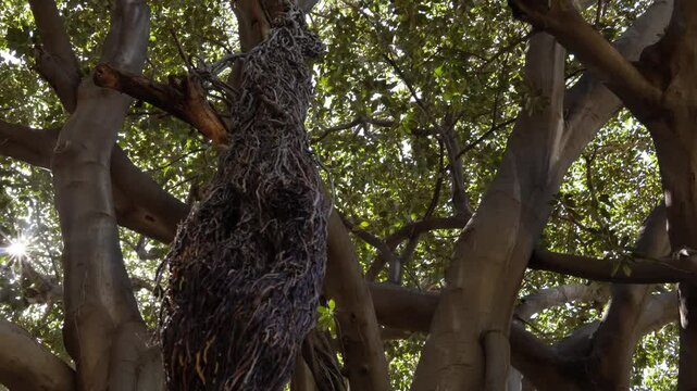 Giant Ficus Tree. A unique tree that is over 150 years old - a giant ficus with massive intertwined trunks and shoots stretching down from high branches. The aerial roots of the ficus reach the ground