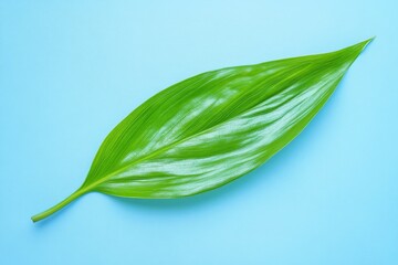 Close-up view of a vibrant green leaf against a light blue background.