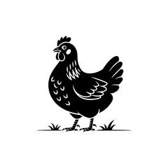 Chicken on white background 
