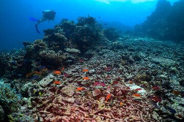 Diver exploring the reef in Fiji 