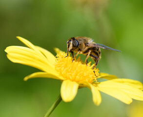 Syrphe du genre Eristalis sur une fleur