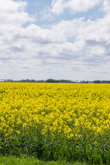 Obraz premium Yellow Rapeseed field in full bloom in Oldambt in Groningen The Netherland