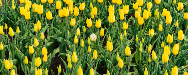 Closeup of white tulips surrounded by yellow tulips in full bloom in Oldambt in Groningen The...