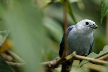 Blue-gray Tanager (Thraupis episcopus) perched in its natural habitat