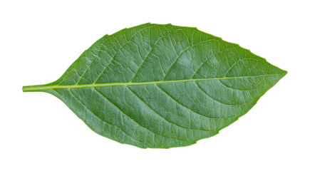 Detailed green leaf with prominent veins and texture, cut out - stock png.