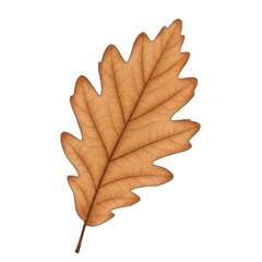 Fototapeta premium Brown Oak Leaf Illustration on White Background