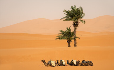 Camels resting in the Sahara Desert near two lonely palm trees