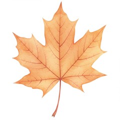 Watercolor Orange Maple Leaf on White Background