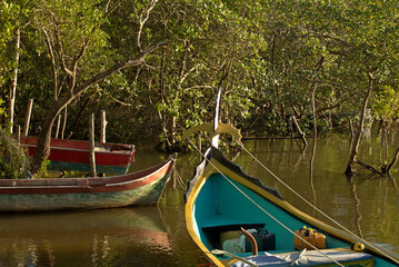Colorful boat anchored at shore in middle mangrove trees