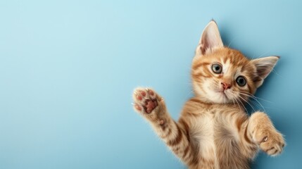 Obraz premium Adorable ginger kitten with copy space