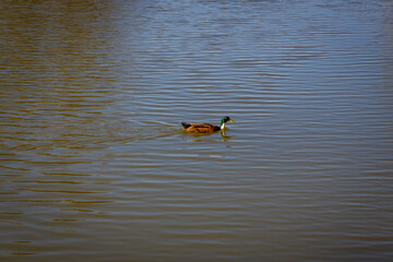 Nahaufnahme von Moorenten in einem Teich