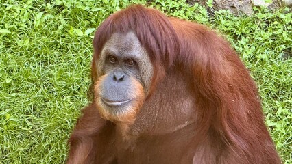Obraz premium The Sumatran orangutan (Pongo abelii) is one of the three species of orangutans.