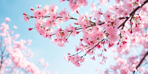 Delicate pink cherry blossoms falling on a gentle spring breeze against a soft blue sky, blossom, calm