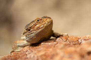 Bearded dragon resting on a rock in a natural habitat under soft lighting during the day